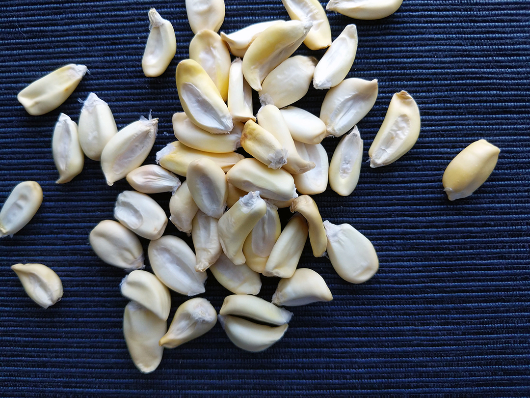 a pic of South American kernels
